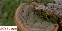ľ׾ Phellinus torulosus (Pers.) Bourd. & Galz.