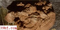 ֥ Ganoderma applanatum (Pers.) Pat.