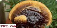 ֥ Ganoderma capense (Lloyd) Teng