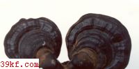 ֥ Ganoderma cochlear (Bl. & Nees) Bres.