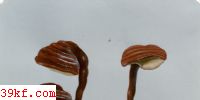 ֥ Ganoderma hainanense ZhaoXu et Zhang