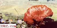 ֥ Ganoderma lucidum (Leyss. : Fr.) Karst.