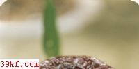 ֥ Ganoderma neo-japonicum Imazeki