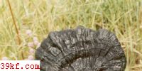 ֥ Ganoderma sinensis ZhaoXu et Zhang