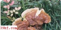 ȴ֥ Ganoderma tropicum (Junq.) Bres.