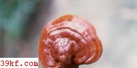 ɼ֥ Ganoderma tsugae Murr.