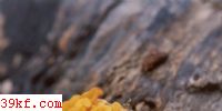  Tremella mesenterica Retz. : Fr.
