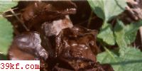 ڽ Exidia glandulosa (Bull.) Fr.
