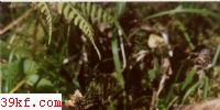 ״ Dacrymyces palmatus (Schus.) Bres.