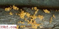𻨶 Guepinia spathularia (Schw.) Fr.