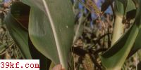 ׺ڷ۾ Ustilago maydis (DC.) Corda