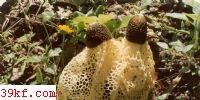 ݥ Dictyophora indusiata (Pers.) Fisch. f. lutea Kobayasi