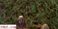 ȹݥ Dictyophora multicolor Bork. et Br.