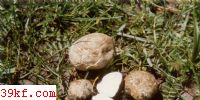 ǳƸ븹 Rhizopogon luteolus Fr. et Nordg.
