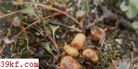 ڸ븹 Rhizopogon piceus Berk. & Curt.