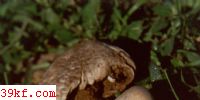 Ұ Secotium agaricoides (Czern.) Hollos