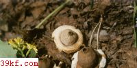 ε Geastrum saccatun (Fr.) Fisch.