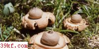 ⶥ Geastrum triplex (Jungh.) Fisch.