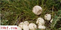 Ƥ Lycoperdon asperum (Lev.) de Toni