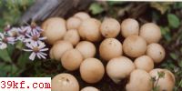  Lycoperdon pyriforme Schaeff. : Pers.