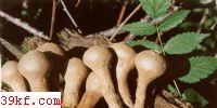  Lycoperdon pyriforme Schaeff. var. excipuliforme Desm.