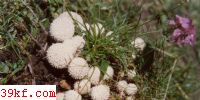  Lycoperdon wrightii Berk. & Curt.