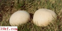 ͺ Calvatia candida (Rostk.) Hollos