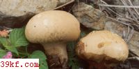 ͷ״ͺ Calvatia craniiformis (Scnw.) Fr.