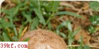 ͺ Calvatia cyatniformis (Rosc.) Morg.