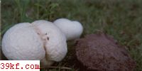 ɫͺ Calvatia lilacina (Mont. et Berk.) Lloyd