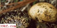  Pisolithus tinctorius (Pers.) Coker & Couch