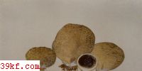 ״ӲƤ Scleroderma areolatum Ehrenb.