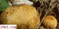ӲƤ Scleroderma aurantium (Vaill.) Pers.