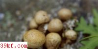ӲƤ Sclerodema verrucosum (Vaill.) Pers.