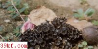 ڵ Cyathus stercoreus (Schw.) de Toni
