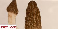 Ǿ Morchella angusticeps Peck