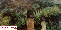 ⶥǾ Morchella conica Fr.