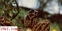 ϺǾ Morchella purpurascwns Jct.