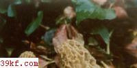 ͨǾ Morchella vugaris (Pers.) Boud.