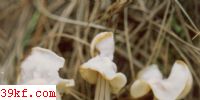  Helvella crispa (Scep.) Fr.